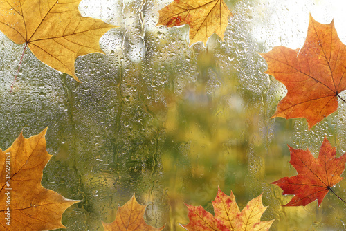 view from wet window pane with sticky maple leaves. morning after autumn rain