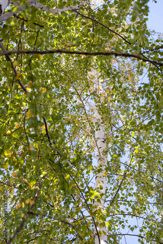 view of the birch from bottom to top  branches and trunk of the birch tree