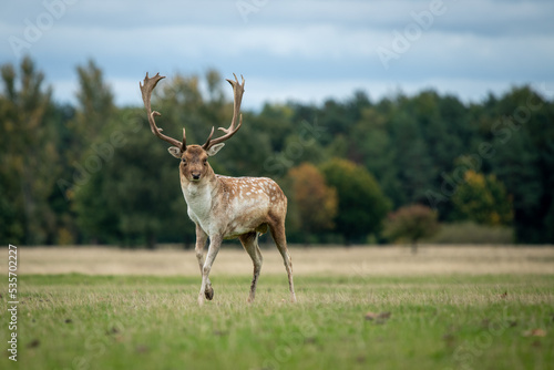 A close up portrait of a fallow deer buck as it stands in a field with a natural background and is looking at the camera