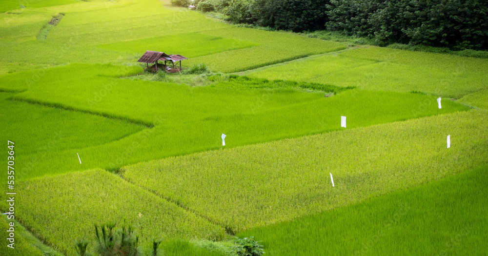 Aerial view of rice fields, drone shot photo of agricultural fields, sky and agriculture,Landscape photo, Aerial view top angle beautiful scenery natural