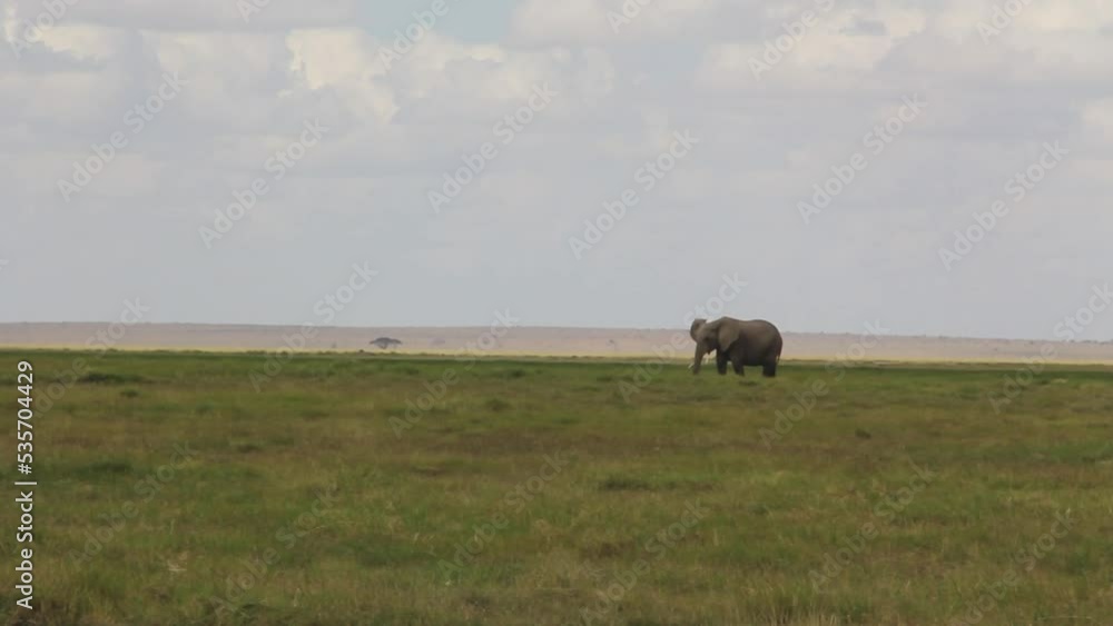 Lonely elephant bull in savanna grassland Lonely elephant bull in savanna grassland
