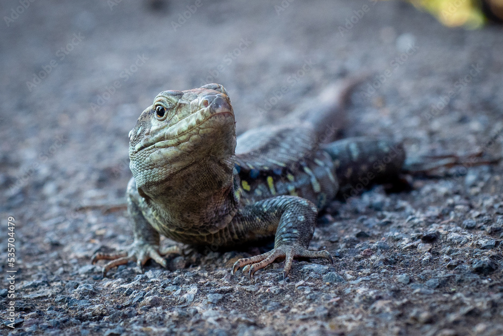 lizard lizard