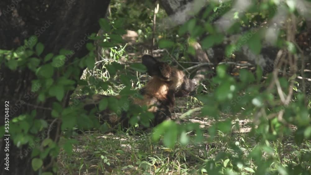 African hunting dog sitting in bush African hunting dog sitting in bush