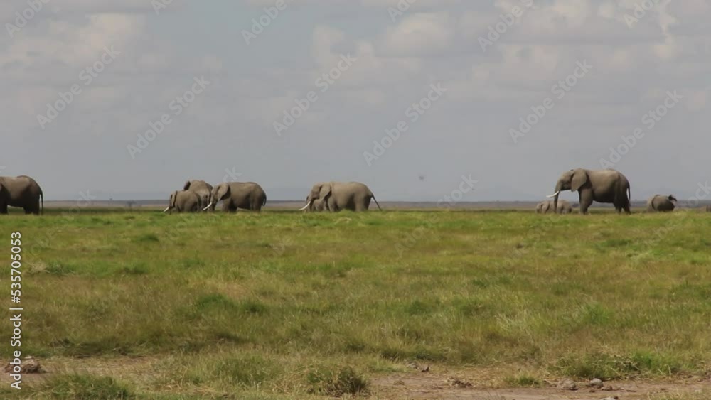 Herd of elephants grazing in grassland plain Herd of elephants grazing in grassland plain