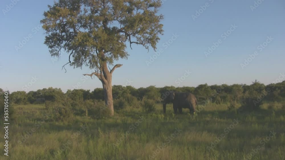 Lonely elephant approaching a lonely tree in grassland Lonely elephant approaching a lonely tree in grassland