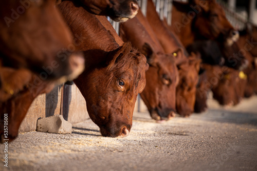 Slika na platnu Beef cattle cows eating at the farm. Domestic animals husbandry.