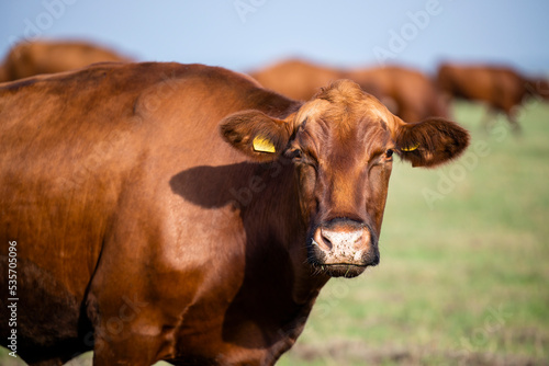 Cow domestic animal looking to the camera on pasture.