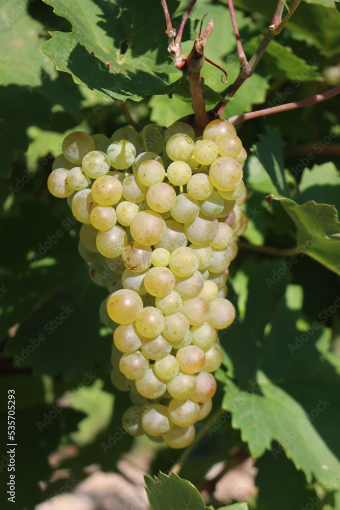 custom made wallpaper toronto digitalClose-up of ripe white grapes called Glera used to make Prosecco ready to harvest in the italian vineyard on a sunny day