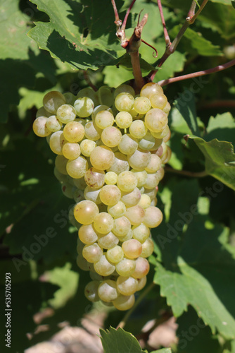 Wallpaper Mural Close-up of ripe white grapes called Glera used to make Prosecco ready to harvest in the italian vineyard on a sunny day Torontodigital.ca