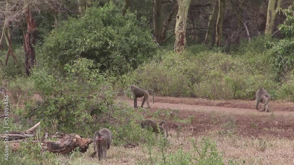 Baboons walking along forest road