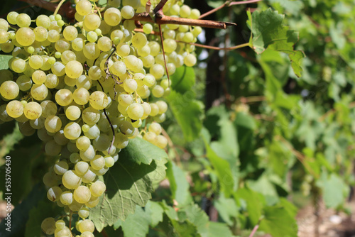 Wallpaper Mural Close-up of ripe white grapes called Glera used to make Prosecco ready to harvest in the italian vineyard on a sunny day Torontodigital.ca