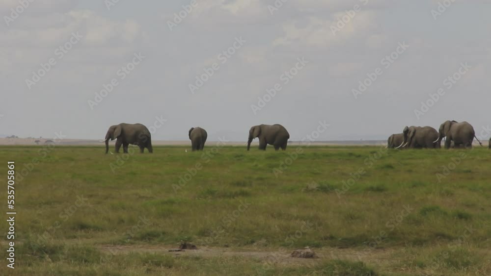 Elephant herd in grassy savanna Elephant herd in grassy savanna