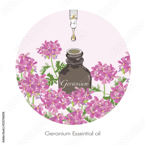 ゼラニウムのイラスト・精油・アロマ
