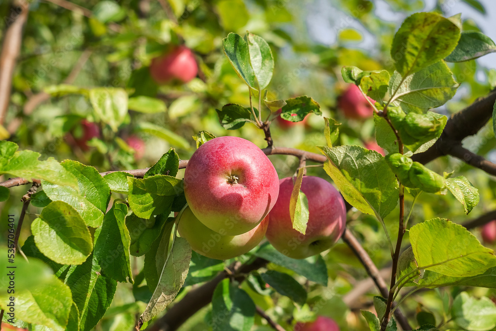 Fresh ripe red apples on a apple tree in the orchard. Harvest time. Fresh ripe red apples on a apple tree in the orchard. Harvest time.