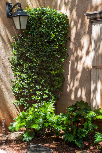 tree on the wall with a lantern