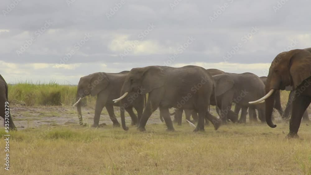 Herd of elephants walking with cattle egrets Herd of elephants walking with cattle egrets