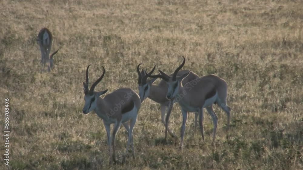 Springboks walking in grassy savanna Springboks walking in grassy savanna