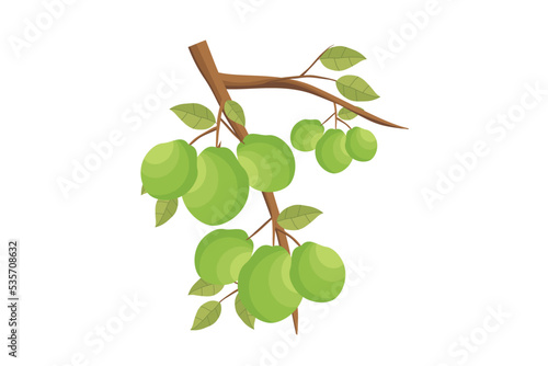 Guava. Green guava vector. Illustration of green guava fruits from tropical plants