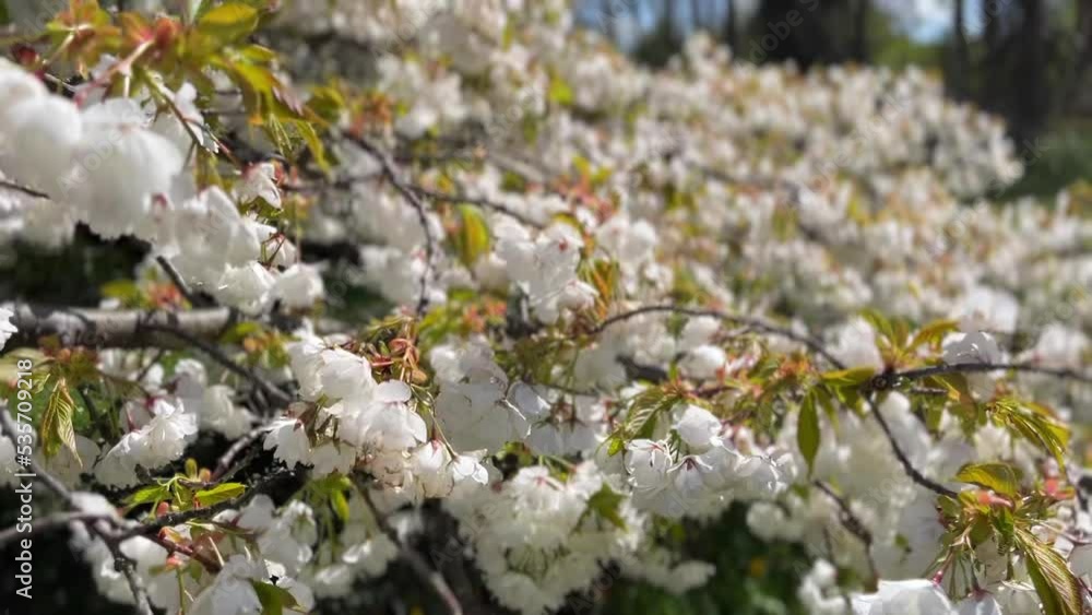 Close Up of White Chinese Bush Cherry Blossom On A Windy Day. Close Up of White Chinese Bush Cherry Blossom On A Windy Day.