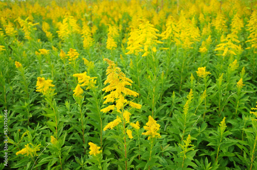 Obraz premium セイタカアワダチソウ