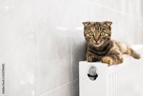 A domestic cat keeps warm in winter lying on a radiator indoors. Cold time, heating season with a pet.