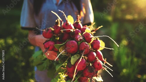 Farmer hands of girl hold harvested organic fresh harvest of dirty radishes in ground garden in summer at village. Naturally grown products from garden. Agricultural production for healthy nutrition.