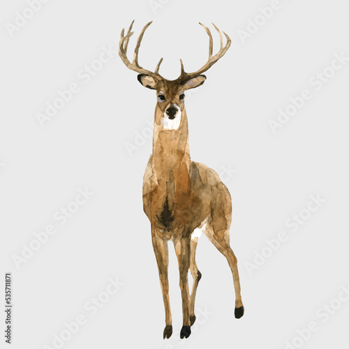 Beautiful vector stock illustration with hand drawn watercolor forest wild deer animal. Clip art image.