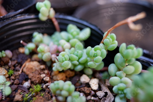 多肉植物
