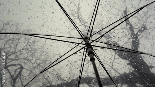 Raindrops fall on clear umbrellas under a dry tree branch and heavy rain thunderstorm