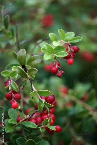 Cranberry bush, many red berries