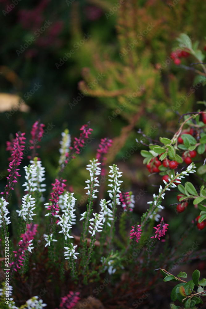 Flowerbed with lush beautiful heather