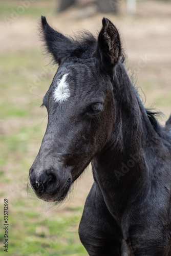 Head portrait of a black horse. Black foal with white dot. © Lubos Chlubny