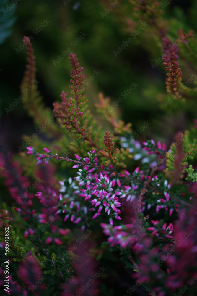 Flowerbed with lush beautiful heather Flowerbed with lush beautiful heather