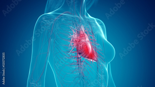 3d rendered illustration of the female heart