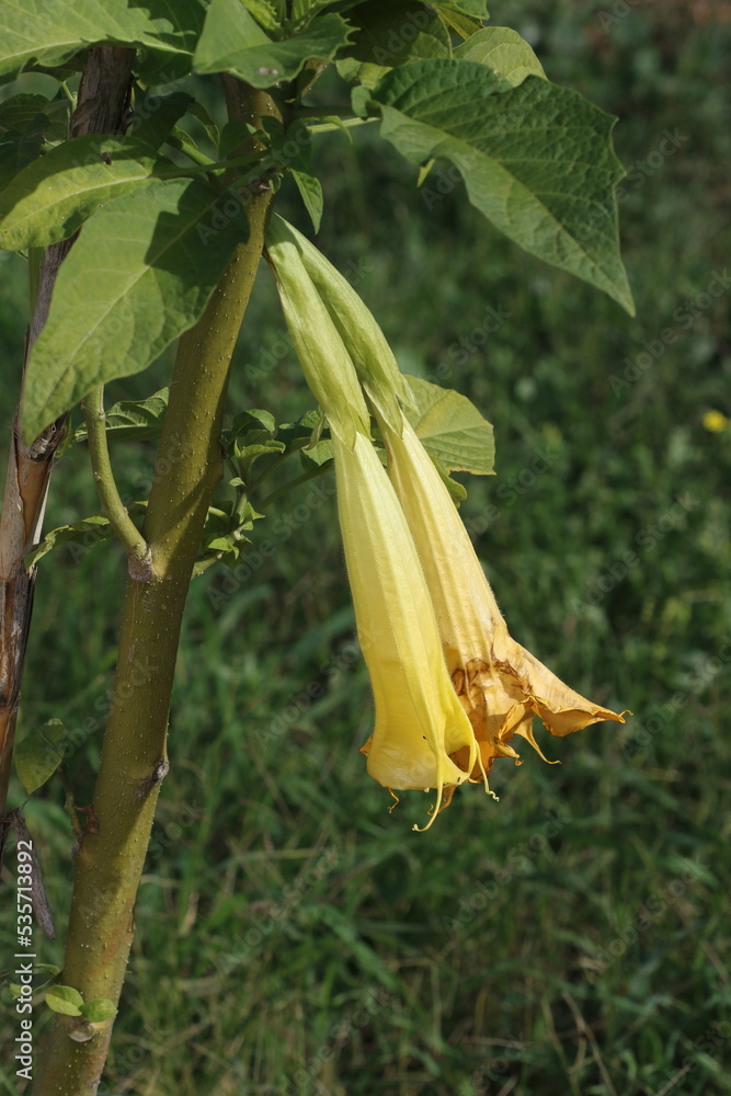 Obraz premium Brugmansia arborea, the angel's trumpet, is a species of flowering plant in the family Solanaceae