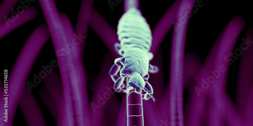 3d rendered illustration of a head louse, sem style photo