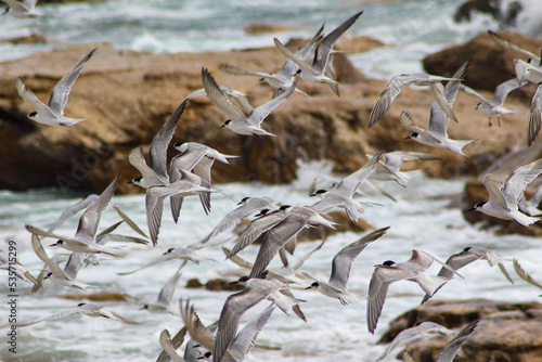 common tern flock at the seaside