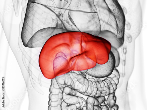 3d rendered medically accurate illustration of the liver photo