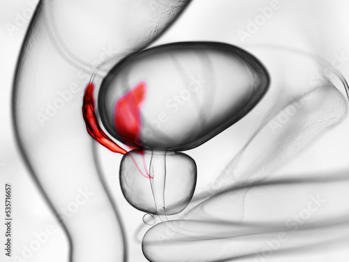 3d rendered medically accurate illustration of the seminal vesicles
