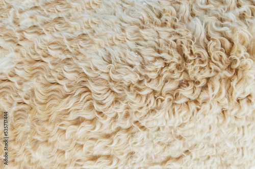 close up of sheep wool