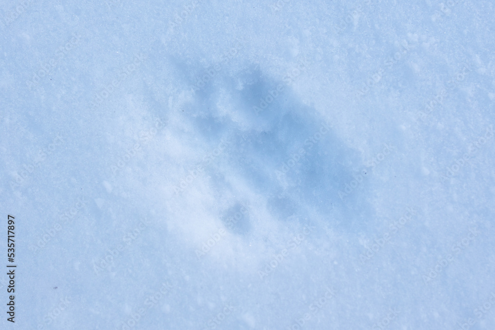 Fototapeta premium Cat footprints on white snow. Close-up .