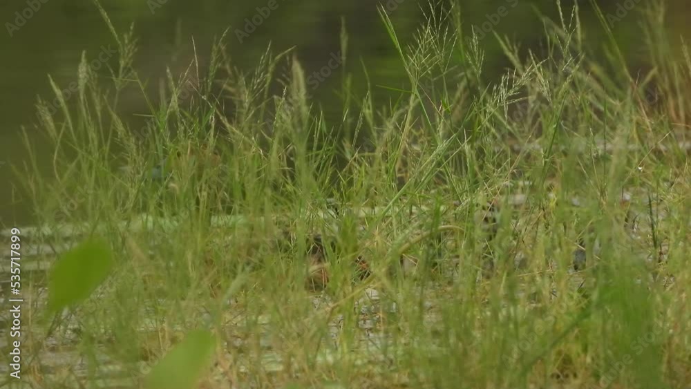 Green grass - whistling duck - pond . Green grass - whistling duck - pond .
