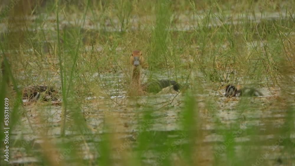 Whistling duck and chicks eating food in grass . Whistling duck and chicks eating food in grass .