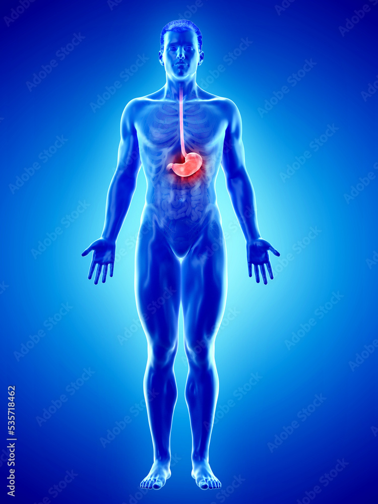 3d rendered medically accurate illustration of a mans stomach 3d rendered medically accurate illustration of a mans stomach