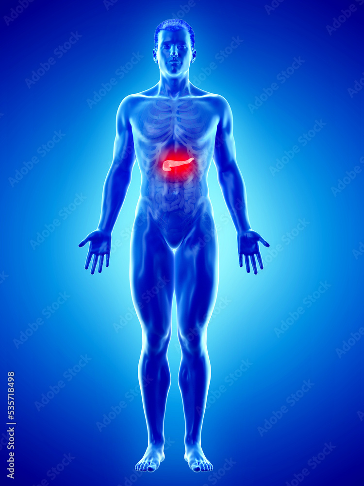 3d rendered medically accurate illustration of a mans pancreas 3d rendered medically accurate illustration of a mans pancreas