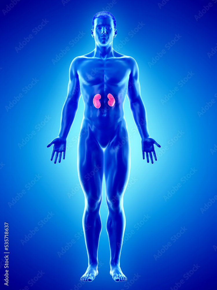 3d rendered medically accurate illustration of a mans kidneys 3d rendered medically accurate illustration of a mans kidneys