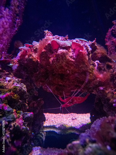Fotobehang Shrimp upside down on the coral enclosed in the aquarium