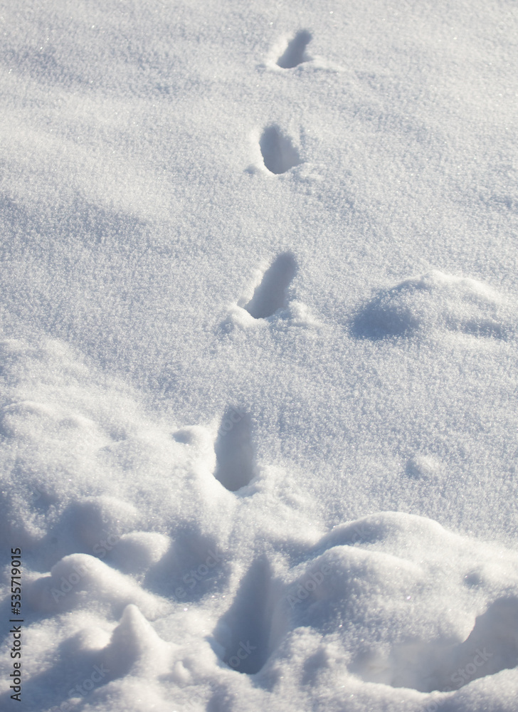 Cat footprints on white snow. Close-up . Cat footprints on white snow. Close-up .