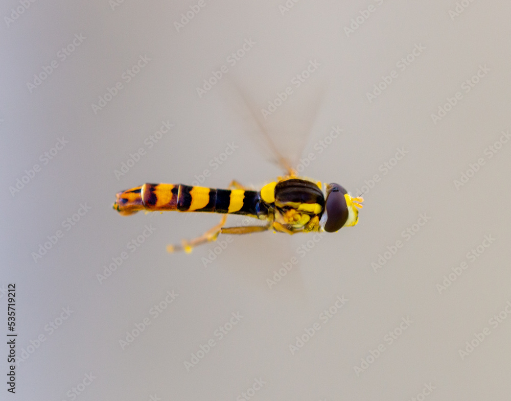 Fototapeta premium Wasp in flight in the air.