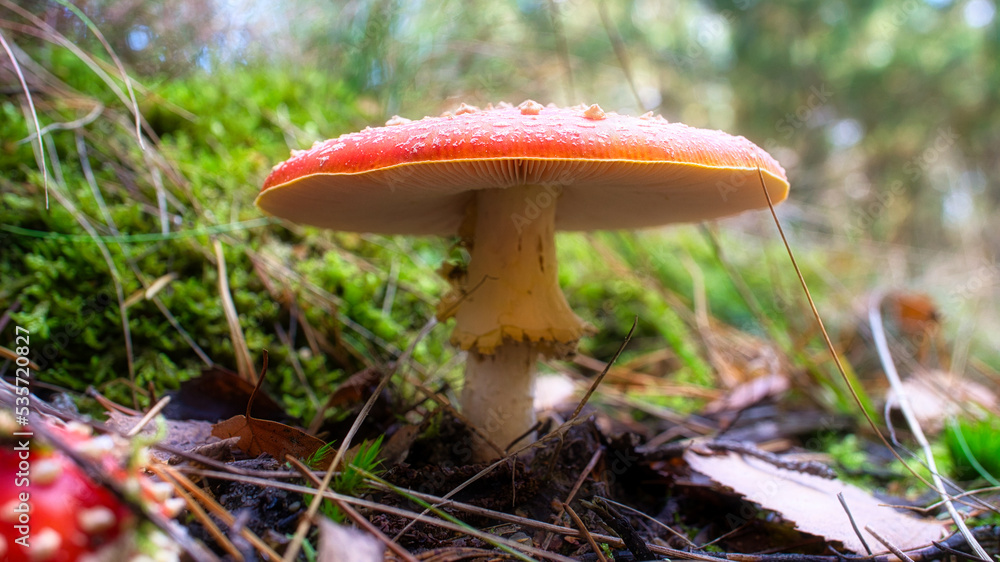 Fototapeta premium Toadstool, blurry and dreamy, in the grass in the forest. Poisonous mushroom.